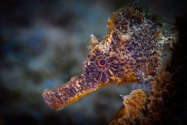 Seahorse head shot