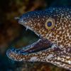 Spotted Moray - Gymnothorax moringa