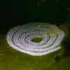 Nudi Eggs
