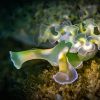 Lettuce Sea Slug - Tridachia crispata