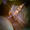 Spotted Cleaner Shrimp - Periclimenes yuctanicus