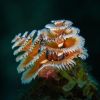 Christmas Tree Worm - Spirobranchus giganteus