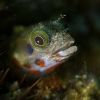 Undescribed Blenny Undescribed Blenny