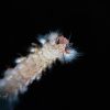 Bearded Fireworm (Hermodice carunculata)