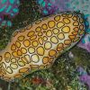 Flamingo Tongue Snail - Cyphoma signatum Flamingo Tongue Snail - Cyphoma signatum