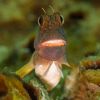 Redlip Blenny Ophioblennius atlanticus Redlip Blenny Ophioblennius atlanticus