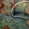 Intermediate Spotted Drum - Equetus punctatus