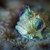Juvenile Spinyhead Blenny? - Acanthemblemaria sponosa Juvenile Spinyhead Blenny? - Acanthemblemaria sponosa