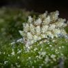 Another variety of Costasiella kuroshimae (also known as a leaf slug, sea sheep, or leaf sheep)