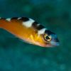 Tobaccofish - Serranus tabacarius