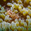 Sun Anemone Shrimp