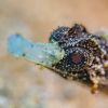 Head of a Whitenose Pipefish - Cosmocampus albirostris Head of a Whitenose Pipefish - Cosmocampus albirostris