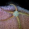 Sponge Brittle Star - Ophiothrix suensonii