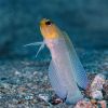 Yellow-headed Jawfish - Opistognathus surifrons