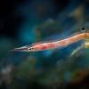 Arrow Blenny - Lucayablennius zingaro Arrow Blenny - Lucayablennius zingaro