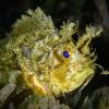 Spotted Scorpionfish - Scorpaena plumieri Spotted Scorpionfish - Scorpaena plumieri