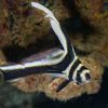 Intermediate Spotted Drum - Equetus punctatus Intermediate Spotted Drum - Equetus punctatus