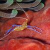Pederson Cleaner Shrimp - Periclimenes pedersoni