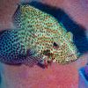 Graysby - Epinephelus cruentatus