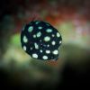 Juvenile Smooth Trunkfish - Lactophrys triqueter