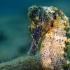 Lined Seahorse - Hippocampus erectus