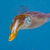 Caribbean Reef Squid - Sepioteuthis sepioidea Caribbean Reef Squid - Sepioteuthis sepioidea