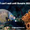 Bonaire angel