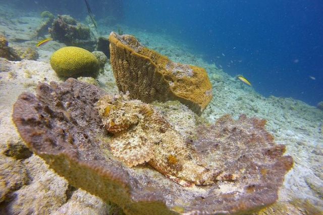 Curacao Underwater 13