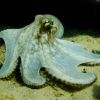 Curacao underwater 5