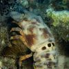 Curacao underwater 7