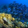Curacao underwater 8