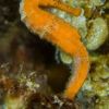 Curacao underwater 6