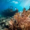 Curacao underwater 10