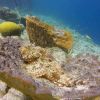 Curacao Underwater 13