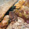 curacao underwater 12