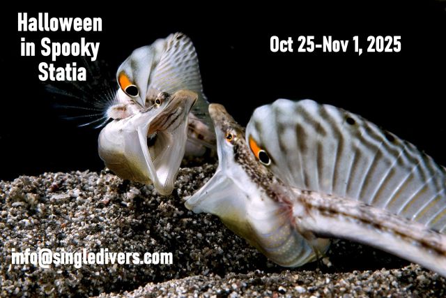 25 POSTER BEST pike blenniesg