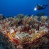St Eu underwater 2