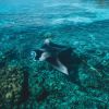 DHANGETHI 6
