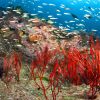 similan islands dive sites