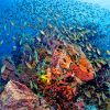 Similan Islands Liveaboard Diving Topography