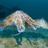 itinerary cuttlefish 3