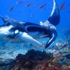 Similan Islands Liveaboard diving with All4Diving 61