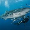 itinerary whaleshark 4