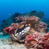 clown trigger fish orig