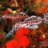 thailand aggressor pipefish