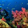 best diving thailand reef andaman Sea