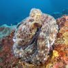 itinerary octopus 2