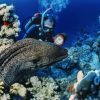 Red Sea 8