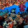 Red Sea 1