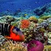 Red Sea 10